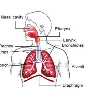 Structure and Function of Body Systems