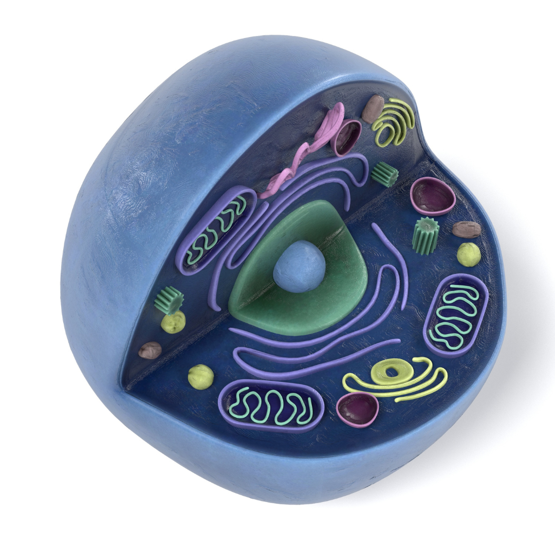 Cell Structure image