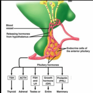 Homeostasis and response