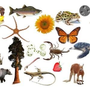 Inheritance variation and evolution