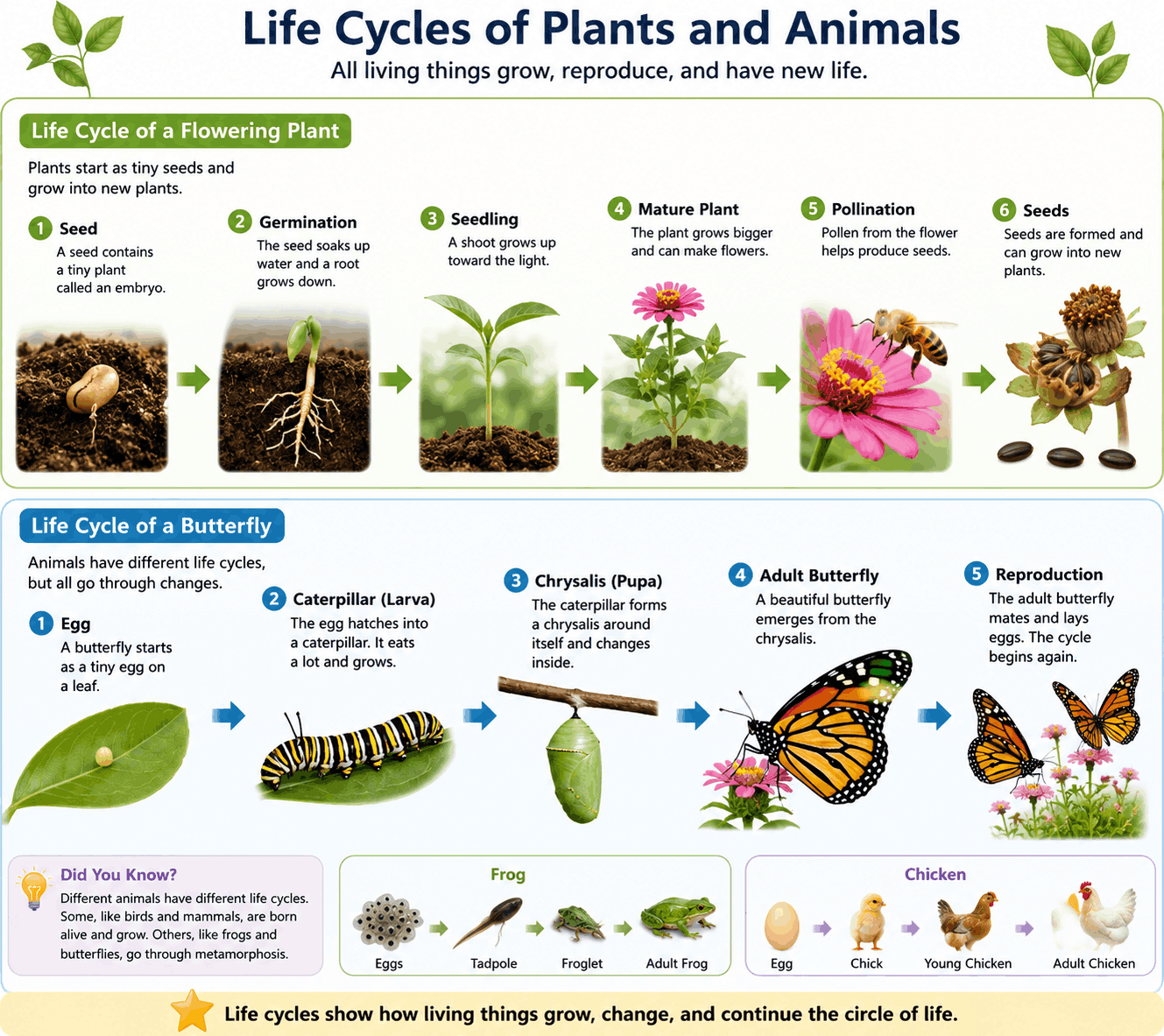 Life Cycles of Plants and Animals