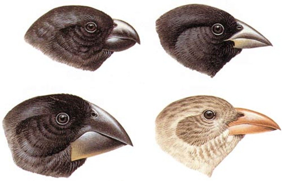 Variation and Evolution